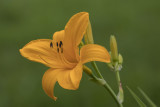 Hémérocalle jaune / Daylily (Hemerocallis 'Aten')