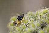 Punaise embusque / Ambus Bug (Phymata americana americana)