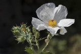 Argmone / Chicalote Poppy (Argemone platyceras)