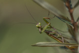 Mante religieuse / European Mantid (Mantis religiosa religiosa)