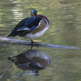 Canard branchu / Wood Duck (Aix sponsa)
