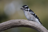 Pic mineur / Downy Woodpecker (Picoides pubescens)