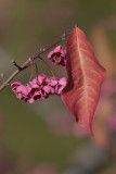 Fusain dEurope / Spindle Tree (Euonymus europaeus)