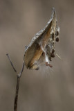 Asclpiade commune / Common Milkweed (Asclepias syriaca)