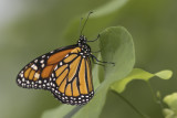 Monarque / Monarch (Danaus plexippus)