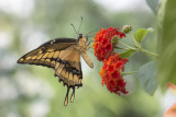 Porte-queue thoas / Thoas Swallowtail (Papilio thoas)