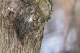 Grimpereau brun / Brown Creeper (Certhia americana)