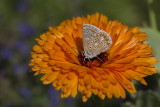 Bleu commun dEurope / European Common Blue (Polyommattus icarus)