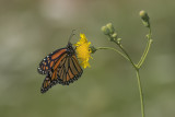 Monarque / Monarch (Danaus plexipus)
