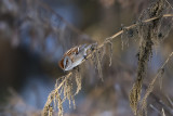 Bruant hudsonien / American Tree Sparrow (Spizella arborea) 