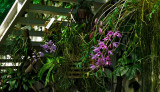 Orchids<br />20170219_131715
