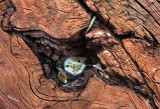 Growth in a Knot Hole