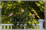 Hibiscus Under Maple Tree 2017