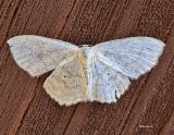 Large Lace-Border Moth 2017