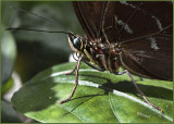 Blue Morpho