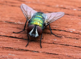 Green Bottle Fly