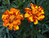 Marigolds 2017