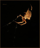 The Spider