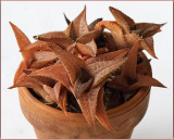 Haworthia Tessellata