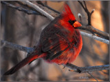 Cold Cardinal 2018