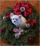 Bailey in the Wreath 2017