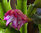 Still Blooming 4-17-18