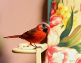 Cardinal on the Loveseat 2016