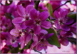 Pink Crab Apple 2018