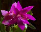  May Blooming Christmas Cactus  5-02-18