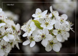 Bradford Pear 2018