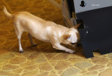 Inspecting the Dishwasher