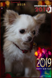 Bailey at Five