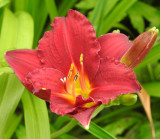First day lily.