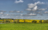 Yellow fields of spring.