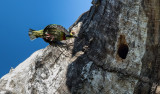 Coppersmith Barbet (Megalaima haemacephala)