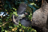 Luzon Hornbill (male) <i>(Penelopides manillae)<i/>