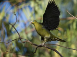 Philippine Green Pigeon (Treron axillaris)