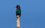 Dollarbird (Eurystomus orientalis)