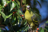 Philippine Green Pigeon <i>(Treron axillaris)<i/>