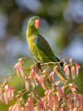 Blue-naped Parrot <i>(Tanygnathus lucionensis)<i/>