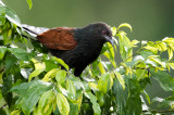 Philippine Coucal <i>(Centropus viridis)<i/>