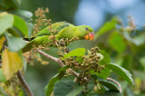 Blue-naped Parrot <i>(Tanygnathus lucionensis)<i/>