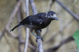 White-fronted Tit (JUV)  <i>(Parus semilarvatus)<i/>