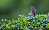 Pied Bushchat (juv/male) <i>(Saxicola caprata)<i/>