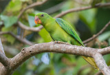 Blue-naped Parrot <i>(Tanygnathus lucionensis)<i/>