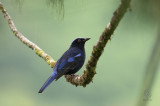 Philippine Fairy-Bluebird <i>(Irena cyanogaster)<i/>