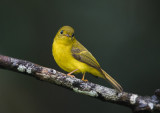 Citrine Canary-Flycatcher <i>(Culicicapa helianthea)<i/>
