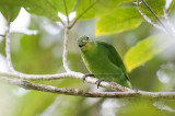 Philippine Leafbird <i>(Chloropsis flavipennis)<i/>