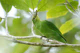 Philippine Leafbird <i>(Chloropsis flavipennis)<i/>