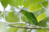 Philippine Leafbird <i>(Chloropsis flavipennis)<i/>